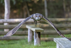 Eurasian eagle-owl (24.09.2018)