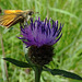 Small  Skipper on Knapweed.  Thymelicus sylvestris.  Underwing
