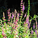 My driveway is now full of pink and purple loosestrife