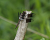 la lydienne / common whitetail