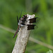 la lydienne / common whitetail