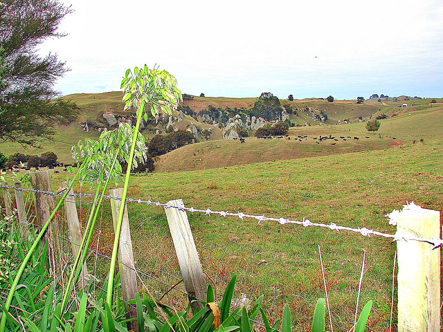 Up Lake Arapuni Road, South Waikato
