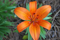 My Garden,  Day Lily   ~~      2017