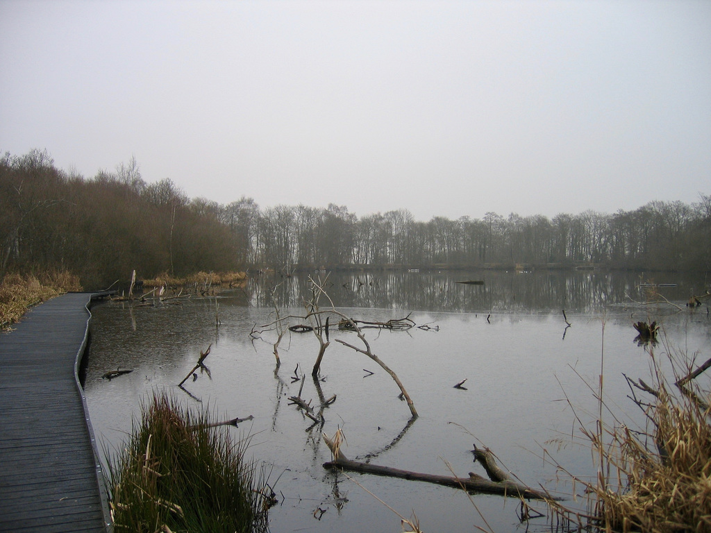 Fradley Pool Nature Reserve, formally Fradley Reservoir, on a cold February day 2006