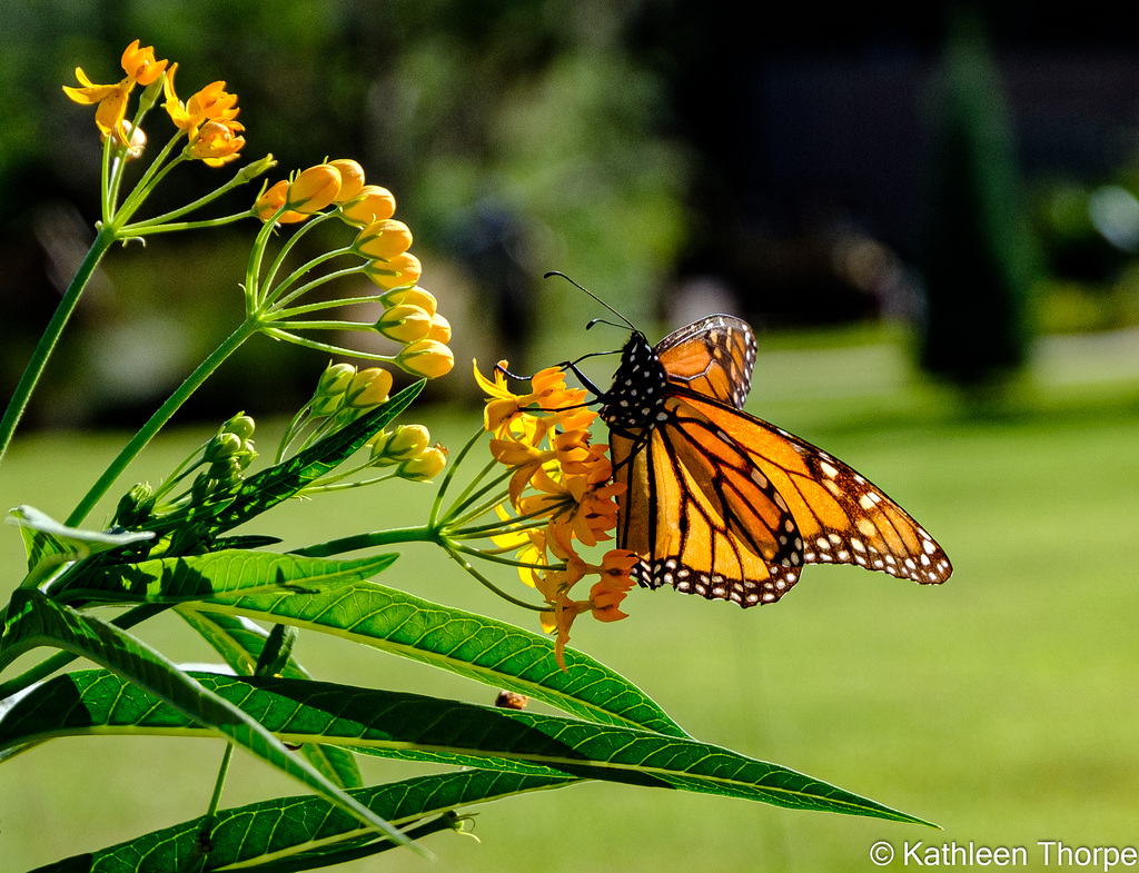 Monarch Butterfly 001