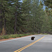Mt Shasta Everitt Memorial Highway bears (1083)