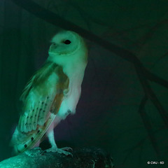 Owl on night patrol
