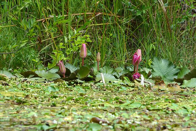 Guatemala, Red (burgundy) Water Lilies in the Chocón Machacas Protected Biotope