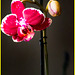 Orchidaceae con misterio + (1 nota)