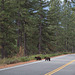 Mt Shasta Everitt Memorial Highway bears (1084)