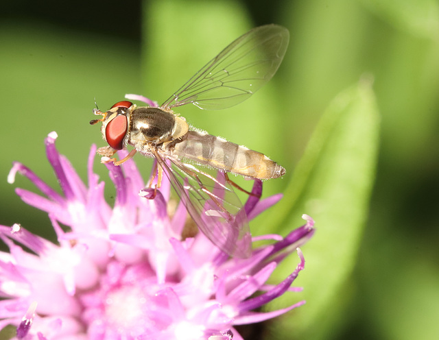 IMG 5031Hoverfly
