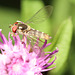 IMG 5031Hoverfly