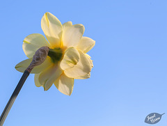 68/366: Behind a Double Daffodil