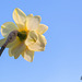 68/366: Behind a Double Daffodil