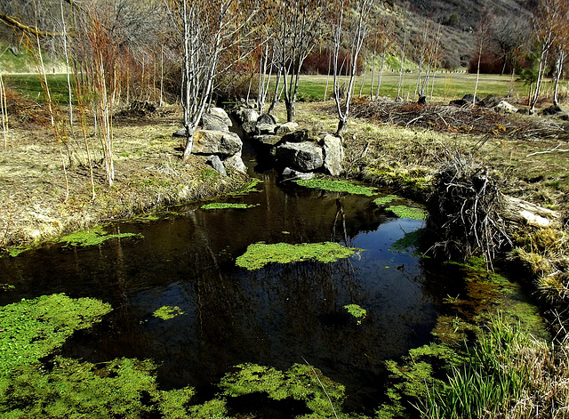 Pond with duck weed