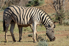 Namibia, Zebra in the Erindi Game Reserve