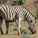 Namibia, Zebra in the Erindi Game Reserve