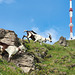 Goats at the 'Kitzbüheler Horn'