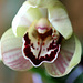 une de mes orchidées  qui refleuri encore cette année !!!