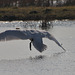Swan IMG_0762