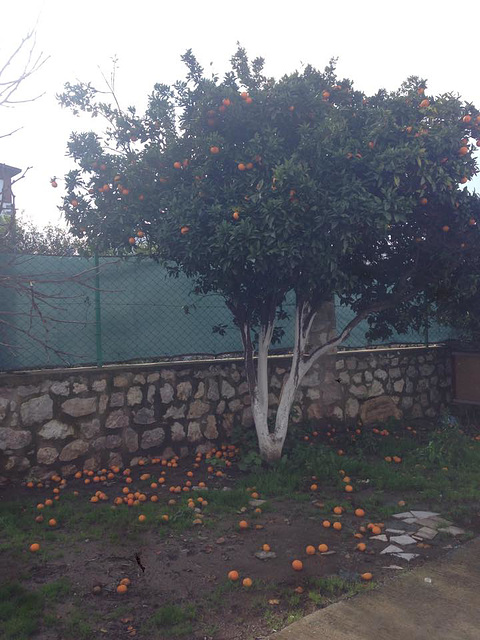 Oooh mandarins everywhere