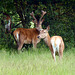 Deer at The Newt Parkland ~ 4 PiPs.