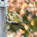 Finch on a feeder