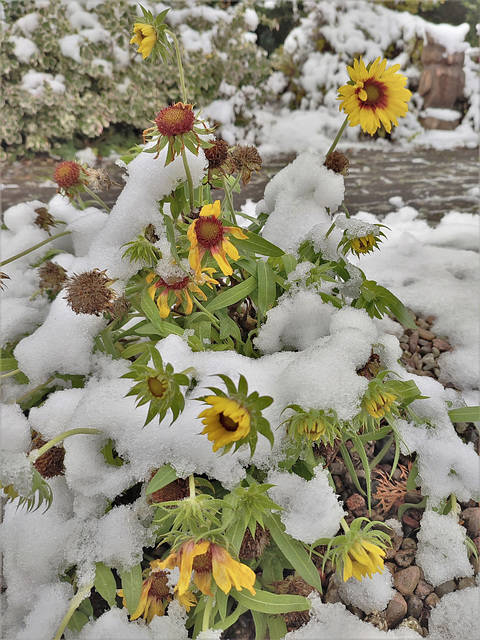 Letzte Blume trifft ersten Schnee