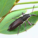 Belidae sp., PL0309A