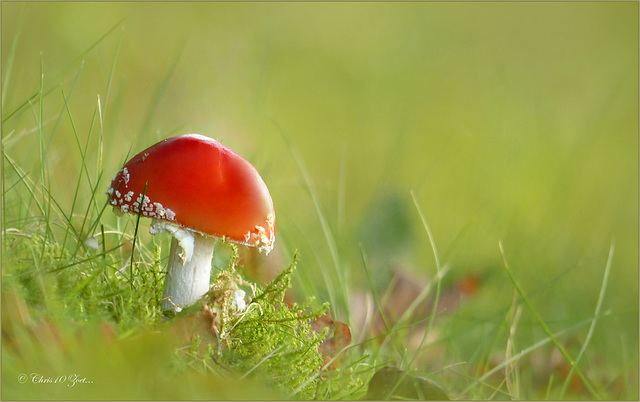 Lovely Fly agaric ~ Vliegenzwam (Amanita muscaria)...