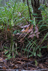 Spiranthes odorata (Fragrant Ladies'-tresses orchid) habitat