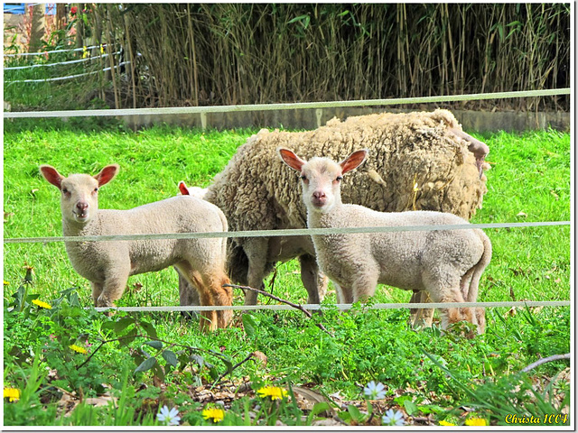 Mummy Sheep and her kids wishing a HFF