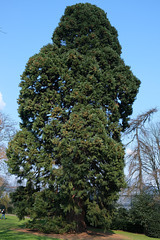 Mammutbaum (noch klein)