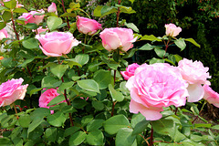 Rosenstrauch in meinem kleinen Garten