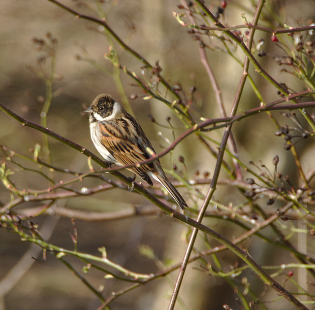 Reed bunting EF7A1349