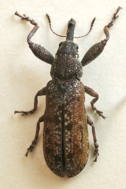 Isacantha sp. (Belidae), PL0065