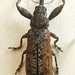 Isacantha sp. (Belidae), PL0065