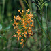 Planthera ciliaris (Yellow Fringed orchid) seed capsules