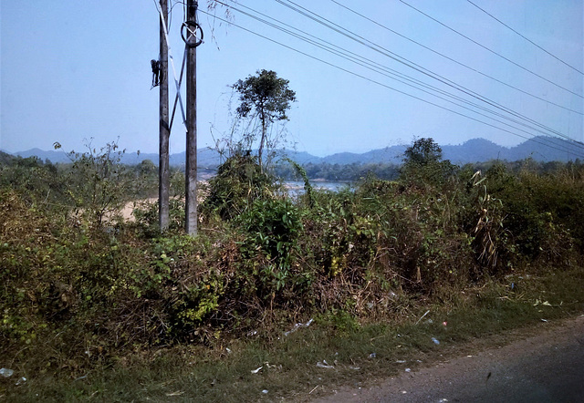 Végétation électrique du Laos