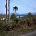 Végétation électrique du Laos