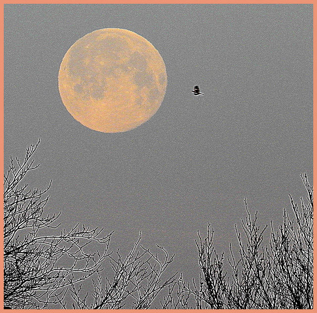 Magpie to the Moon