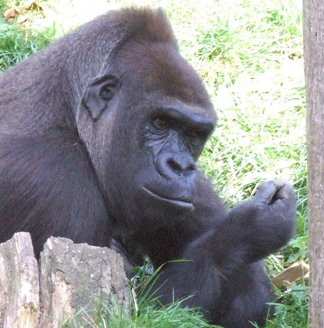 Silver Back Gorilla 4 - Jersey Zoo