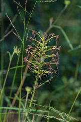 Planthera ciliaris (Yellow Fringed orchid) seed capsules