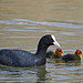 Coot with Chicks (+PiP)