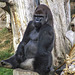 Silver Back Gorilla 3 - Jersey Zoo