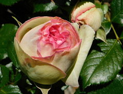 Premières roses de Ronsard du parc************