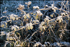 frosty brambles