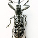 Isacantha sp. (Belidae), PL0060