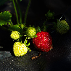 Die ersten/letzten Erdbeeren
