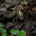 Neottia smallii (Kidney Leaf Twayblade orchid)